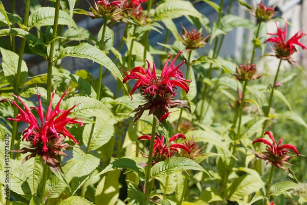 Fototapeta (Monarda didyma) Clump of upright Crimson Bee Balm or Red tea mint lipped scarlet flowers in terminal whorls adorned with aromatic lance-shaped serrated leaves bronze-tinged
