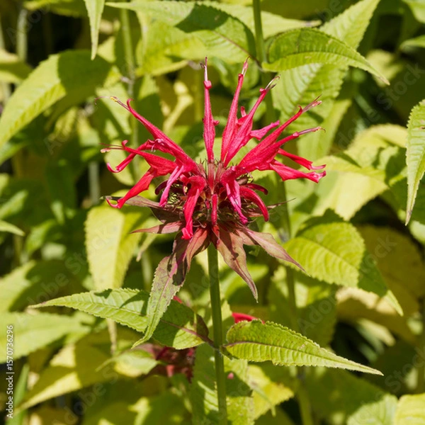 Fototapeta A scarlet Bee Balm flower (Monarda didyma). Explosive blooming like a firework of bright red petals with burgundy bracts atop squared-off stem bearing aromatic deep green serrated foliage 
