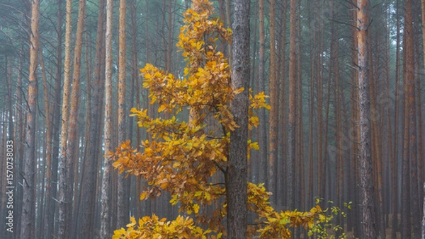 Fototapeta An oak tree with golden-yellow leaves against a background of pine trunks.