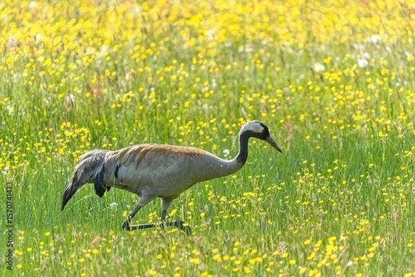 Fototapeta A Common crane walks on the flowering meadow. Grus grus. Portrait of a eurasian crane in the nature habitat.