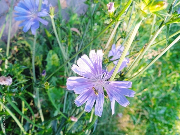Fototapeta Close-up of a blooming chicory flower (Cichorium intybus) with a bee collecting nectar. Vibrant purple petals in natural light. Perfect for botanical, medicinal, and pollination themes