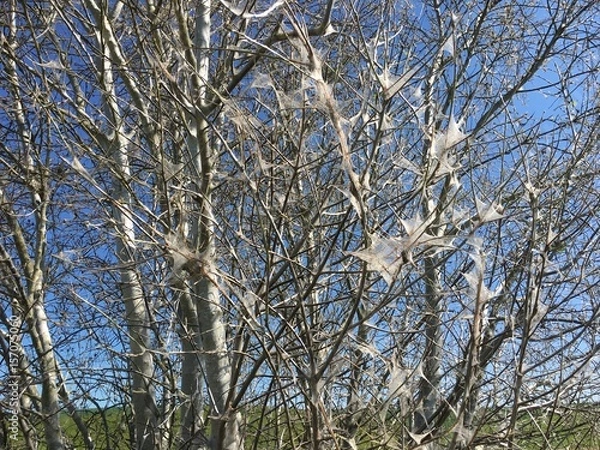 Obraz Tree dead by Ermine / Processionary Moth
