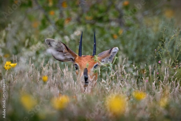 Obraz Steenbok antelope, Raphicerus campestris, sunset evening light, grassy nature habitat, Central Kalahari, Botswana.  Wildlife scene from nature. Animal on the meadow. Deer in the wild Africa.