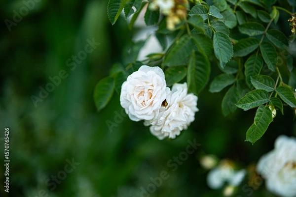 Obraz róże ogrodowe