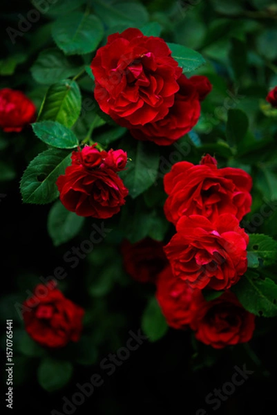 Obraz Czerwona róża ogrodowa