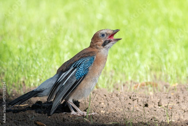 Obraz Eurasian jay, Garrulus glandarius. A young bird sits on a lawn in the park, calling