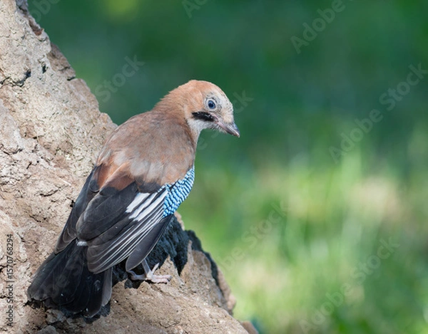 Obraz Eurasian jay, Garrulus glandarius. A young bird sits on the bark of a century-old oak tree
