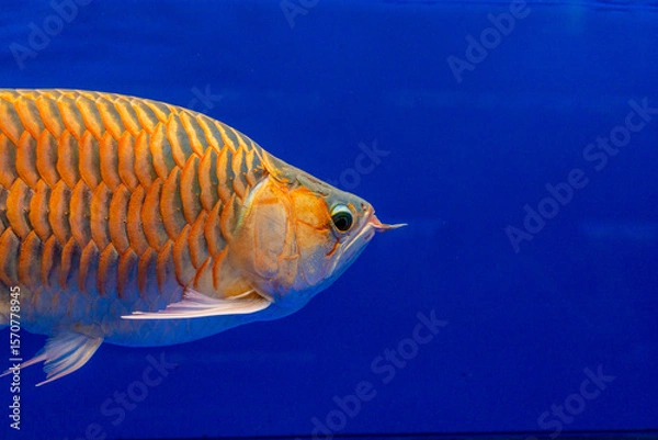 Fototapeta An Orange Arowana fish gracefully swimming in a fish tank, exhibiting its vibrant scales and elegant form against a blue background.