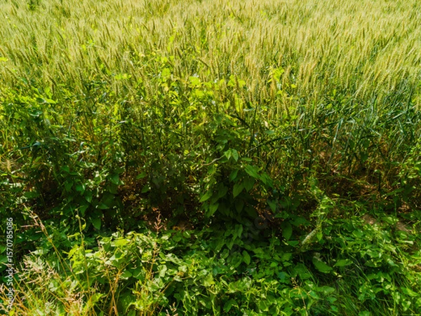 Fototapeta Un enjeu agricole global : la gestion des adventices est un enjeu majeur pour les agriculteurs