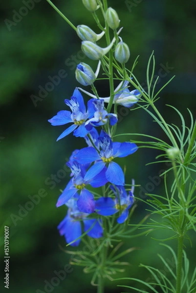 Obraz Kwitnący niebieski kwiat