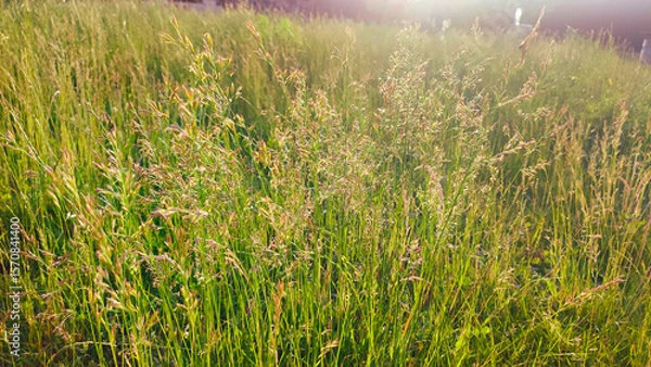 Fototapeta Wild flowery grass that causes allergy to some. Green grass surrounded by green nature and shining sun. Pollen of a grass plant in the light of sun