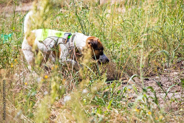 Obraz jack russell terrier hunting for a lizard in the grass