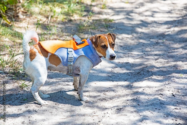 Obraz Jack Russell Terrier walks in the heat in a cooling vest. Caring for pets in the heat on a walk