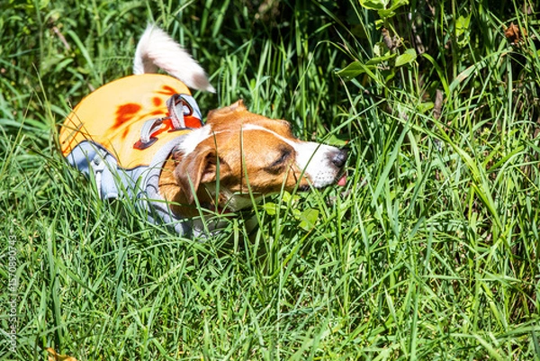 Obraz Jack Russell Terrier in tall grass. The danger of stumps for dogs