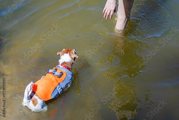 Obraz cute jack russell terriers swim in the lake on a hot day in cooling vests