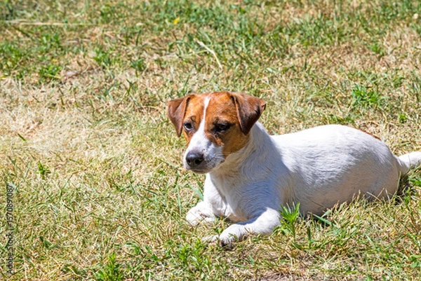 Obraz Jack Russell Terrier bitch is basking in the sun on the grass during the day. Sunbathing for dogs and overheating