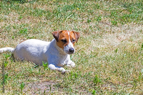 Obraz Jack Russell Terrier bitch is basking in the sun on the grass during the day. Sunbathing for dogs and overheating