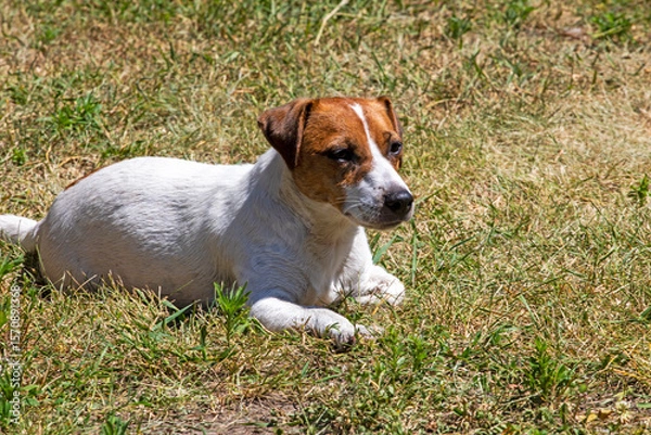 Obraz jack russell terrier bitch basking in the sun on the grass during the day. Sunbathing for dogs and overheating