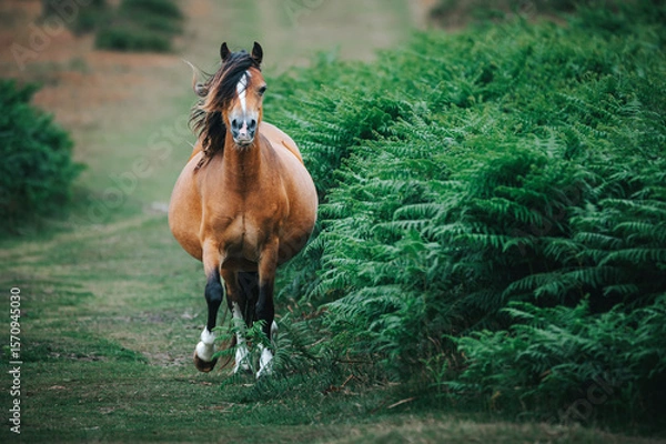 Fototapeta wild horse in the field