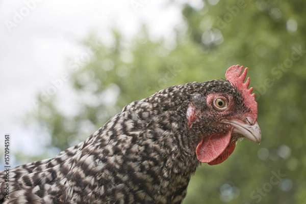 Obraz Haushuhn (Close up)