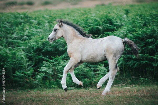 Fototapeta white wild pony running free in the mountains
