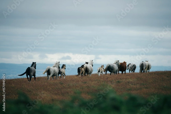 Fototapeta herd of wild horses in the mountains