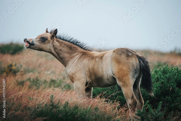 Fototapeta portrait of a wild pony on the mountain