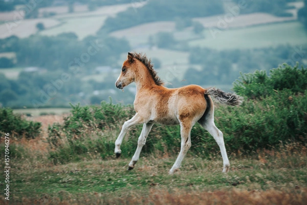 Fototapeta little wild pony running in the mountain