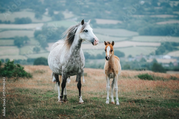 Fototapeta new borne pony with a white horse in the field