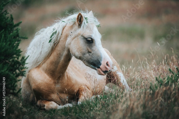 Fototapeta wild horse in the field in mountain