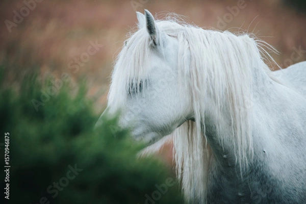 Fototapeta portrait of a wild white horse on a mountain