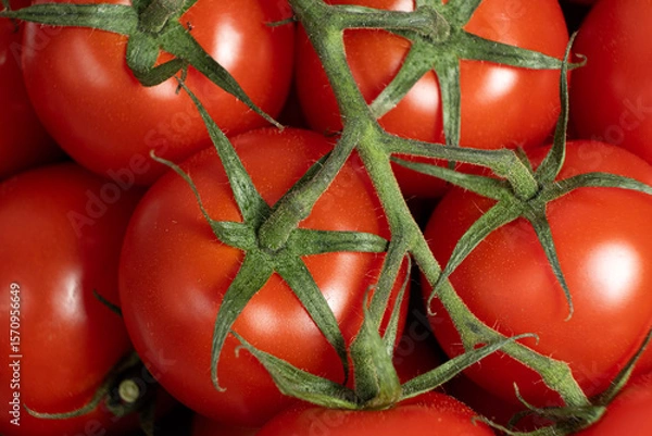 Fototapeta Juicy Tomatoes on Branch with Natural Shine