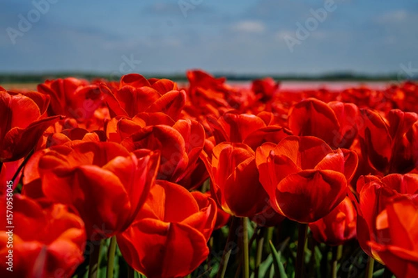 Fototapeta Flowers in a field of Netherland