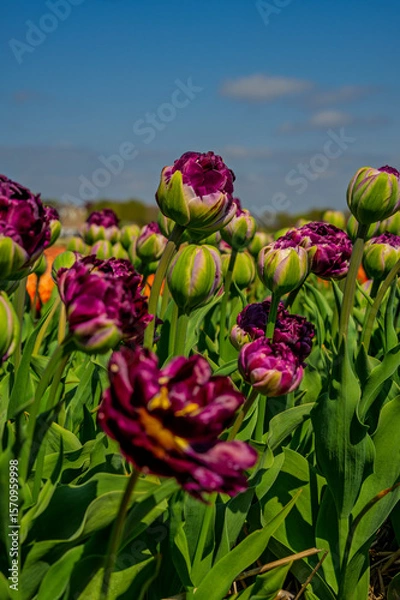 Fototapeta Flowers in a field of Netherland