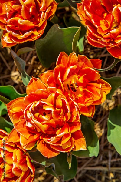 Fototapeta Flowers in a field of Netherland
