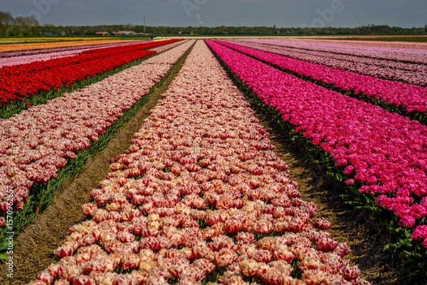 Fototapeta Flowers in a field of Netherland