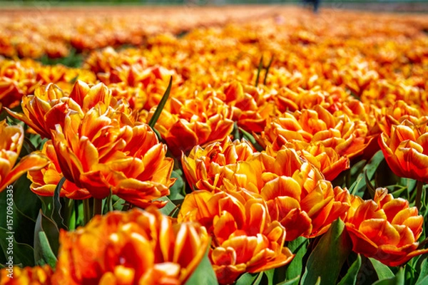 Fototapeta Flowers in a field of Netherland