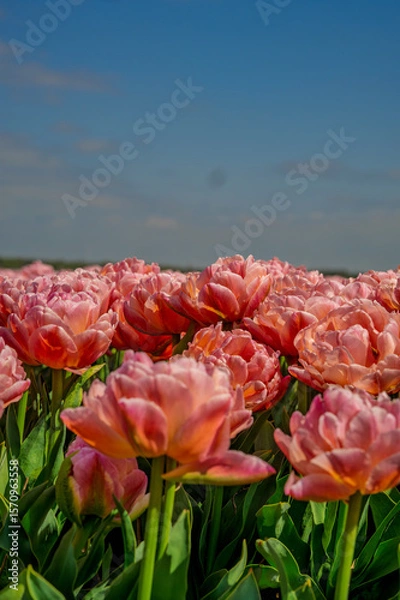 Fototapeta Flowers in a field of Netherland