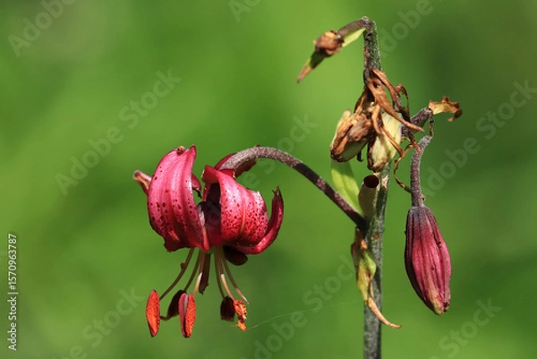 Fototapeta Lily flower, Lilium martagon in nature