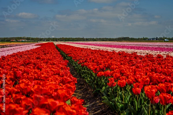 Fototapeta Flowers in a field of Netherland
