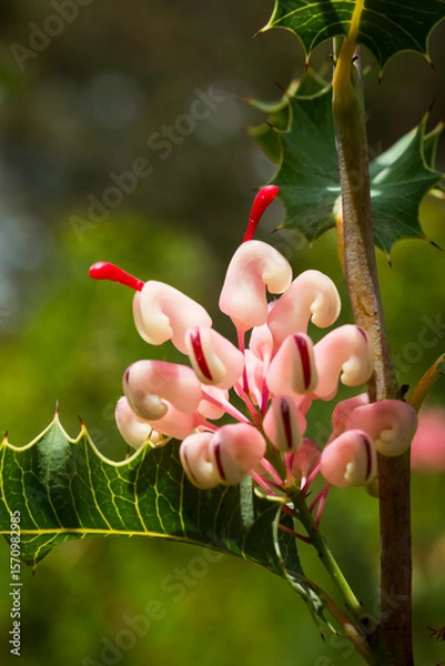 Fototapeta Close-up view of grey spider flower