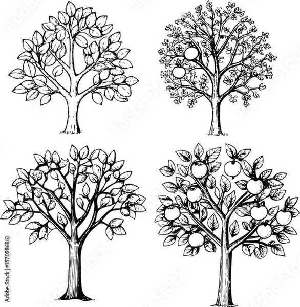 Fototapeta Four Hand Drawn Trees with Leaves Flowers and Apples in Black and White