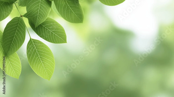 Fototapeta Green leaves with intricate veins are gently swaying in the breeze, creating a serene atmosphere, with a soft blurred background enhancing the natural beauty of the foliage