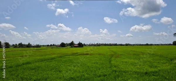 Fototapeta Lush Green Rice Field Under Clear Blue Sky With Scattered Clouds