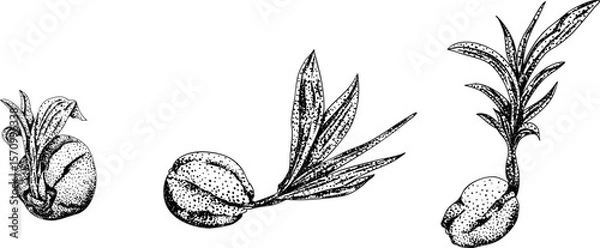 Obraz Vector engraving illustrations of coconuts. Perfect for tropical, nature, or food themed designs. Black and white art.	