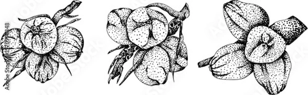 Obraz Vector engraving illustrations of coconuts. Perfect for tropical, nature, or food themed designs. Black and white art.	