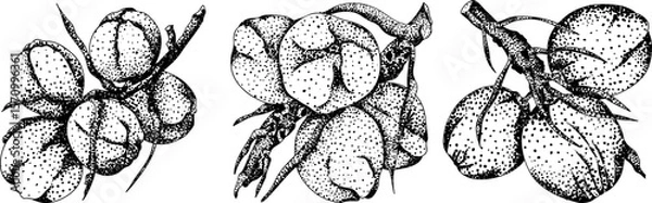 Obraz Vector engraving illustrations of coconuts. Perfect for tropical, nature, or food themed designs. Black and white art.	