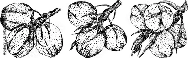 Obraz Vector engraving illustrations of coconuts. Perfect for tropical, nature, or food themed designs. Black and white art.	