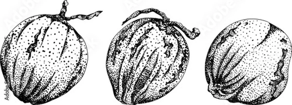 Obraz Vector engraving illustrations of coconuts. Perfect for tropical, nature, or food themed designs. Black and white art.	