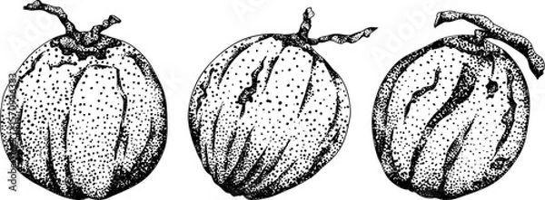 Obraz Vector engraving illustrations of coconuts. Perfect for tropical, nature, or food themed designs. Black and white art.	